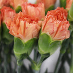 Carnation - China