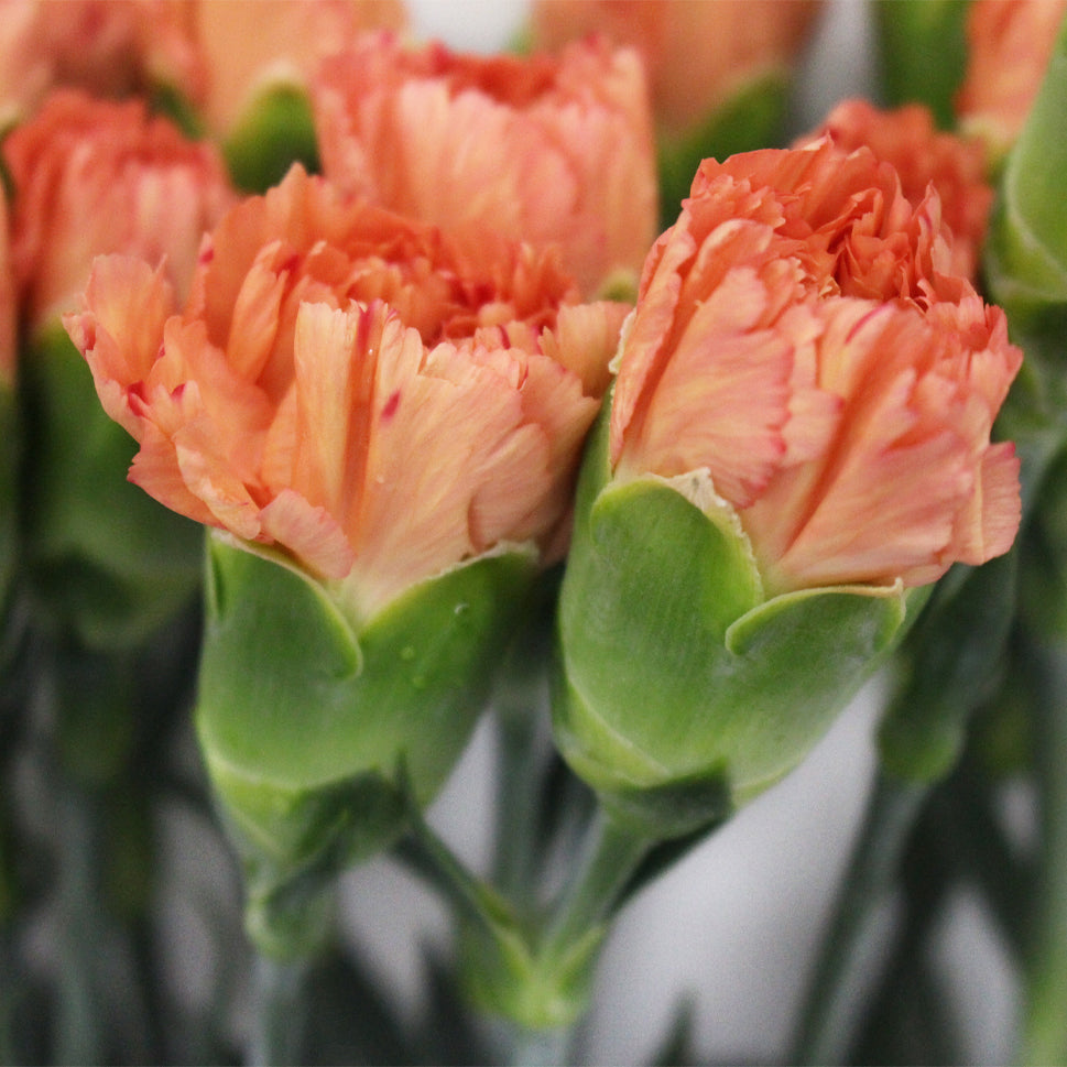 Carnation - China