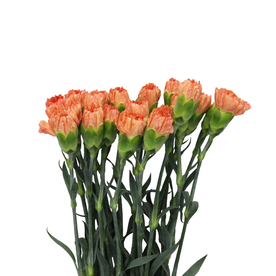 Mother's Day Carnation - China