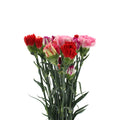 Carnation Mix - China