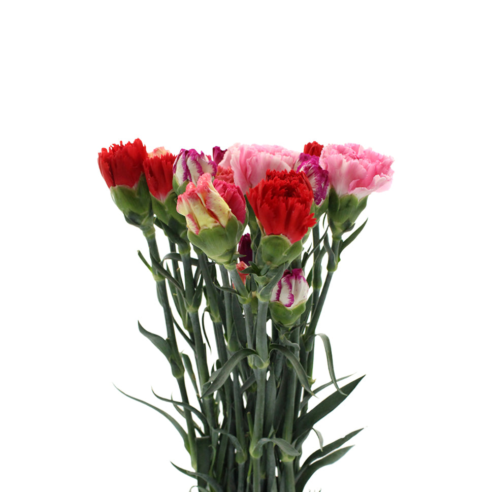 Carnation Mix - China