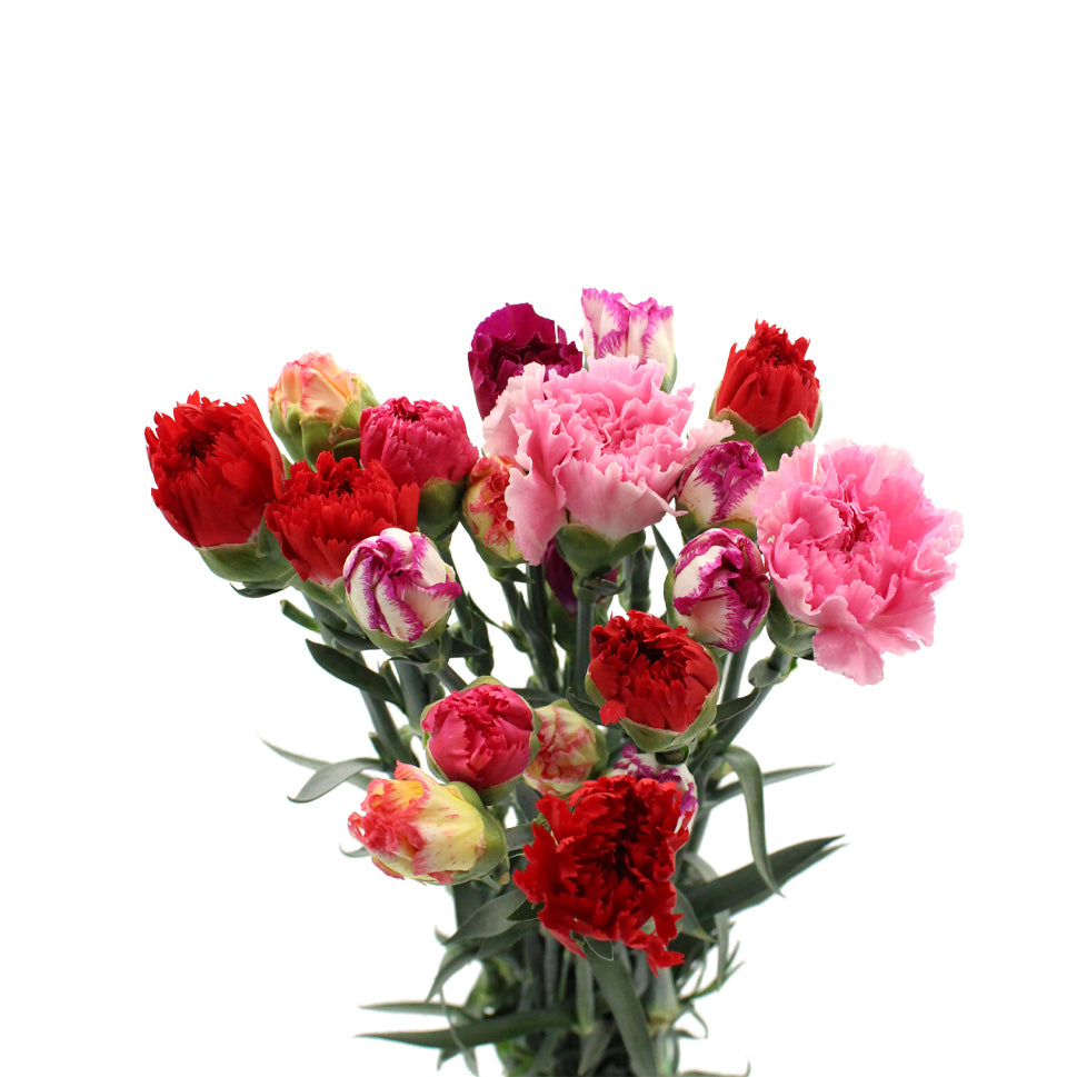 Carnation Mix - China
