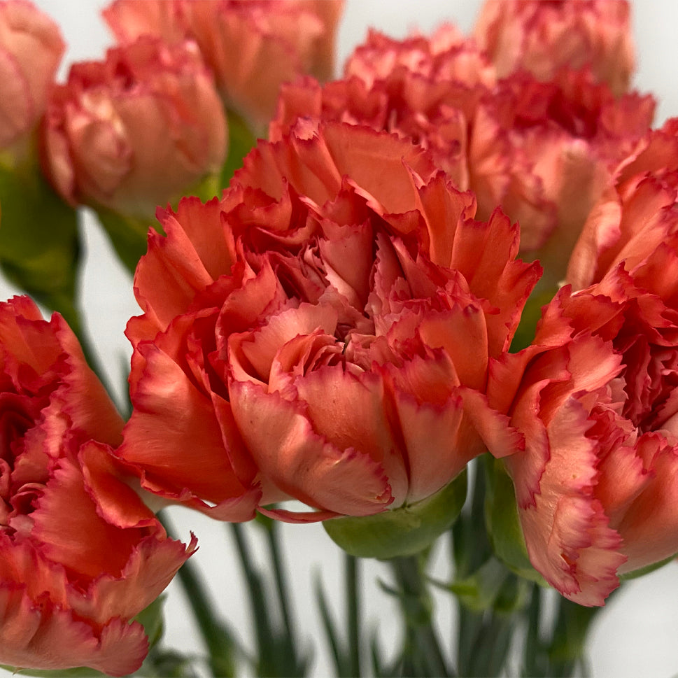 Carnation - China
