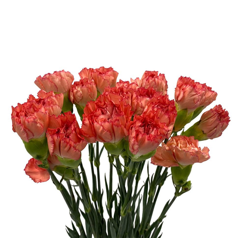 Carnation - China
