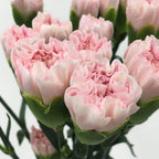 Carnation - China