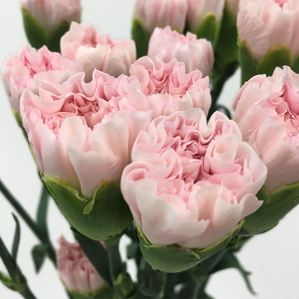 Carnation - China