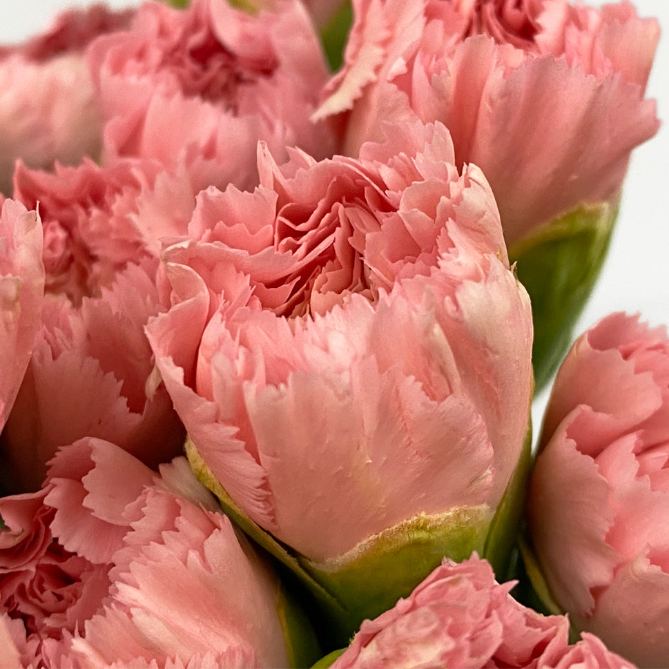 Mother's Day Carnation - China