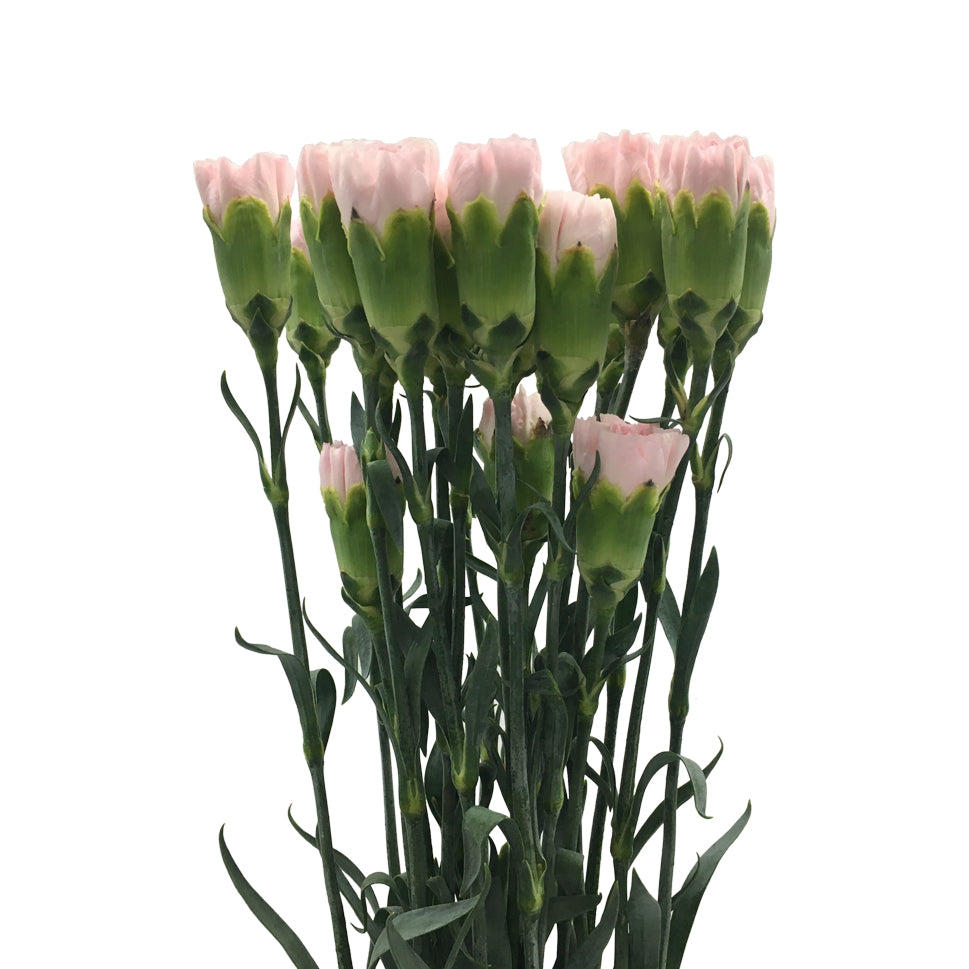 Carnation - China