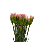 Mother's Day Carnation - China