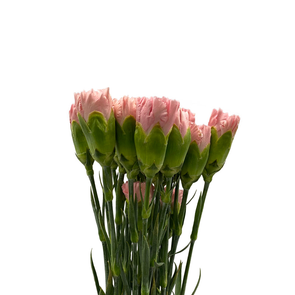 Mother's Day Carnation - China