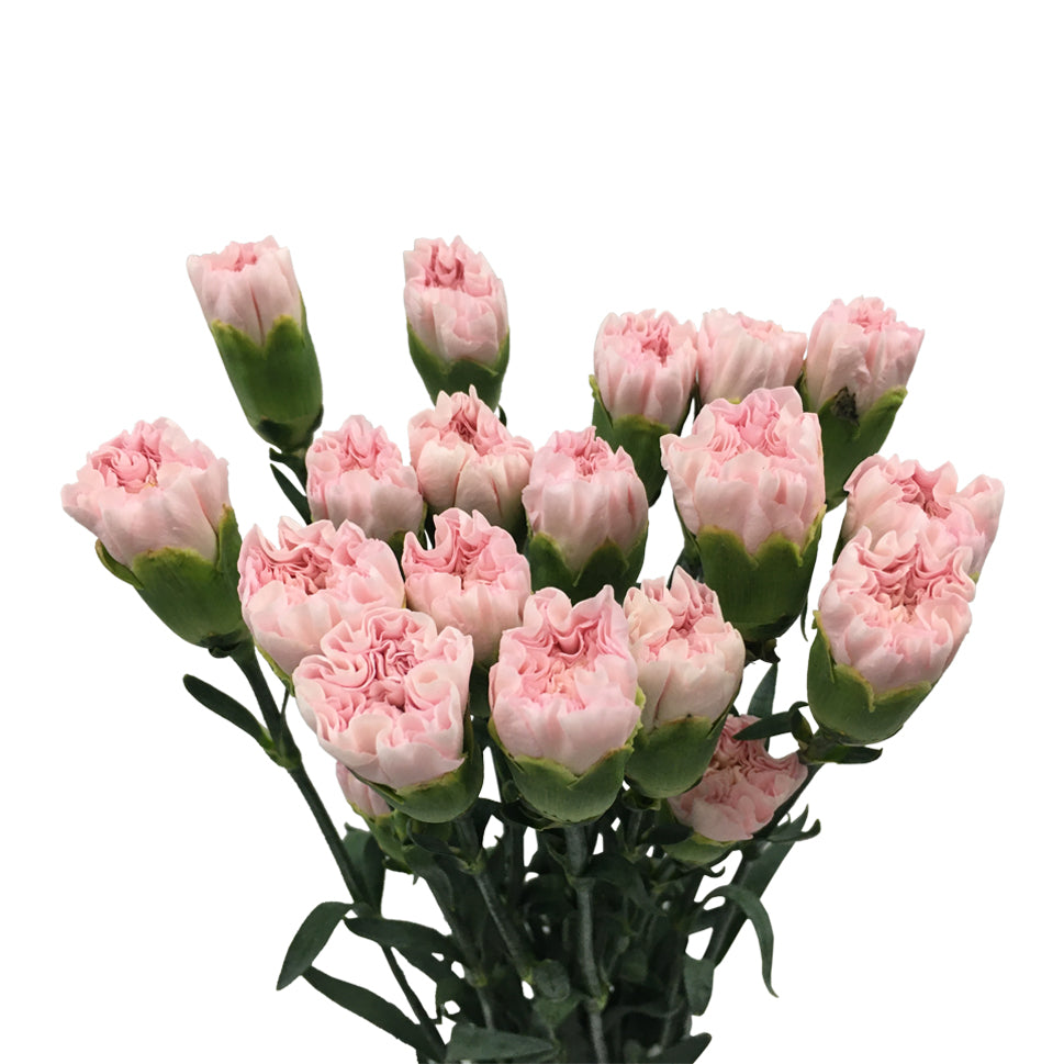 Carnation - China