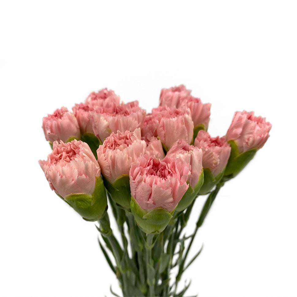 Carnation - China