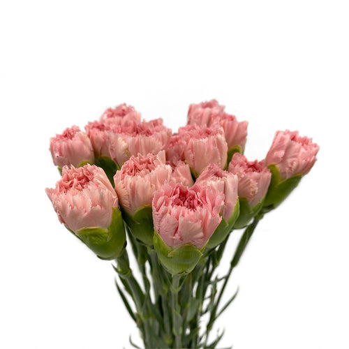 Mother's Day Carnation - China