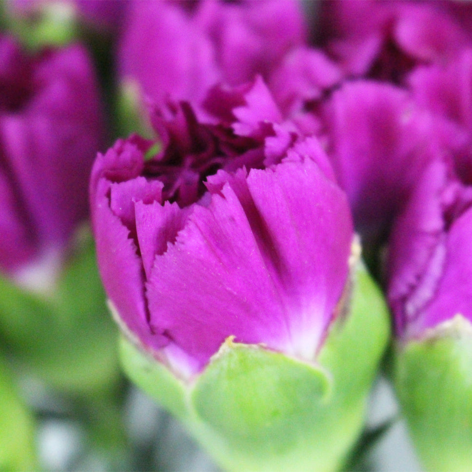 Carnation - China