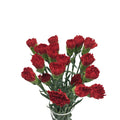 Carnation - China