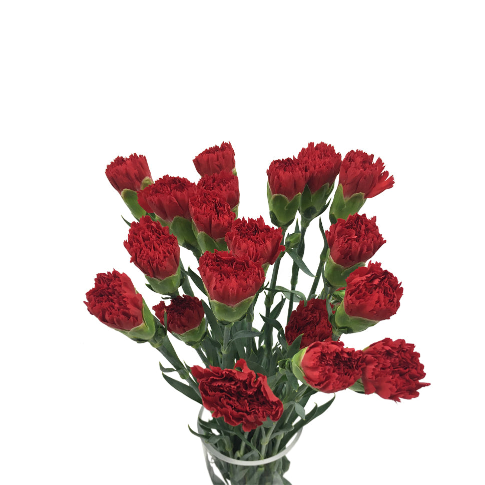 Carnation - China