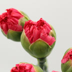 Mother's Day Carnation - China