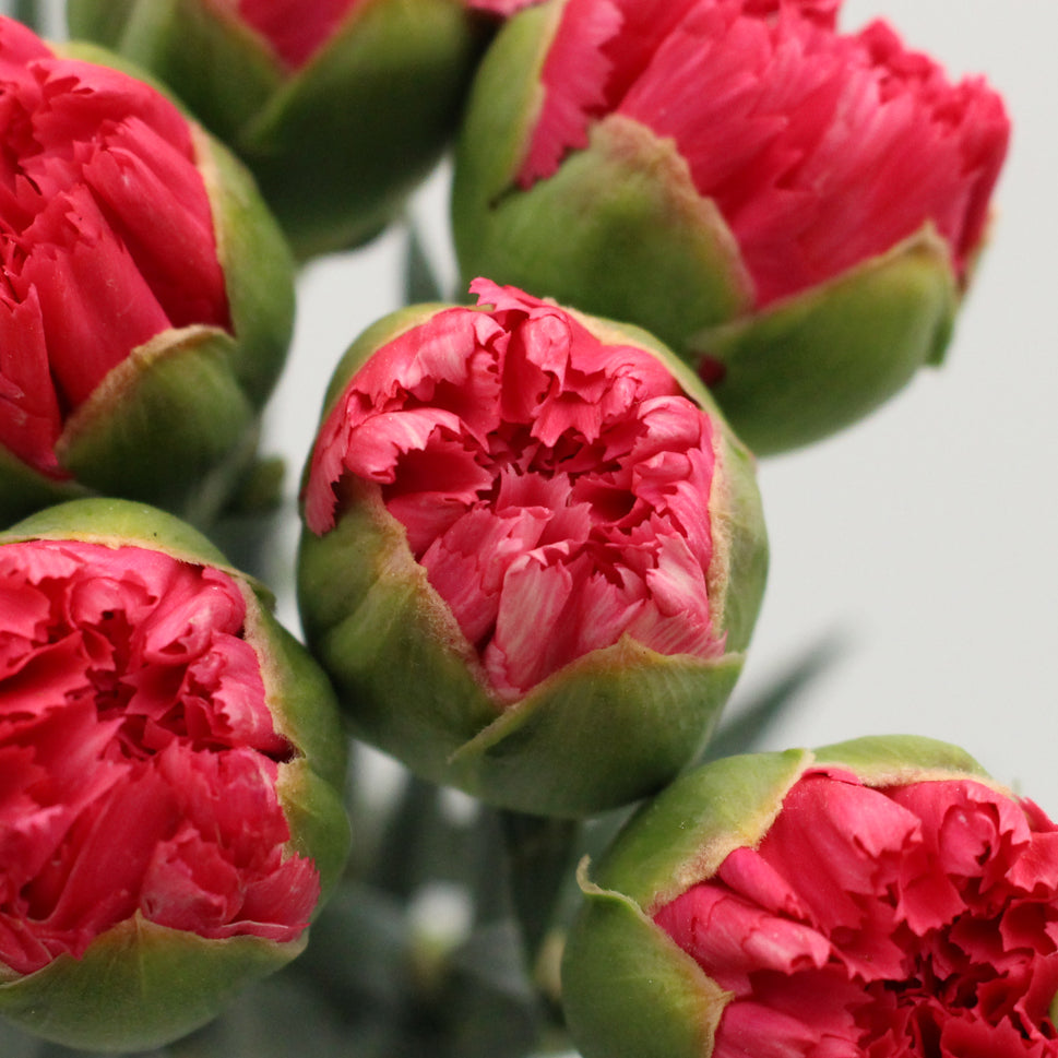 Mother's Day Carnation - China