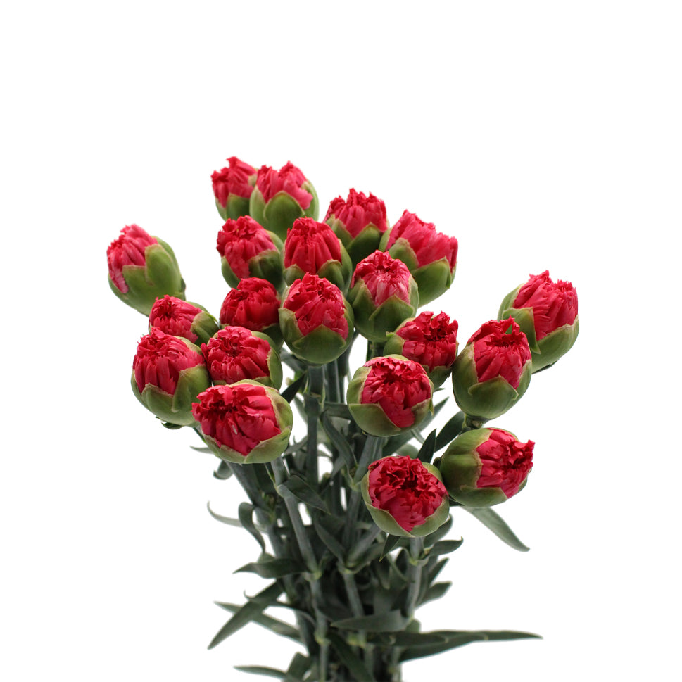Carnation - China