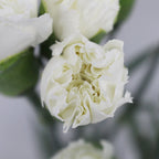 Carnation - China