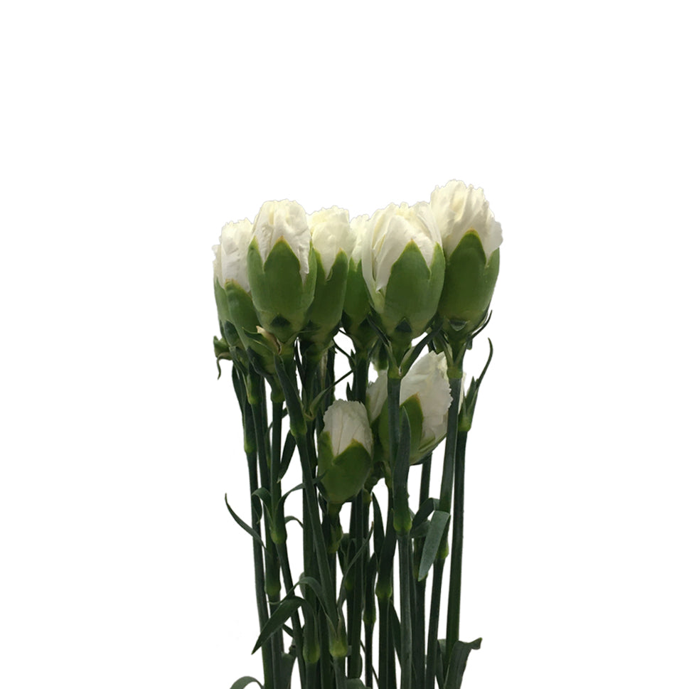 Carnation - China