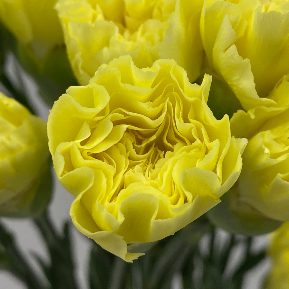 Carnation - China