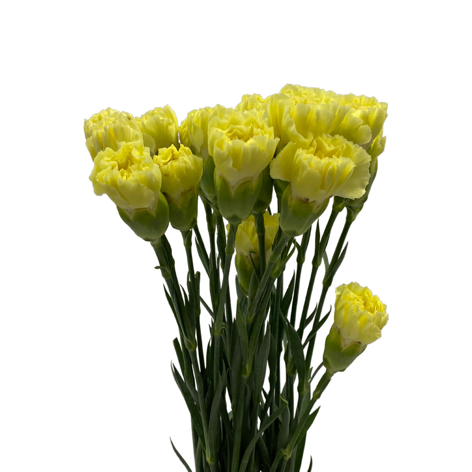 Carnation - China