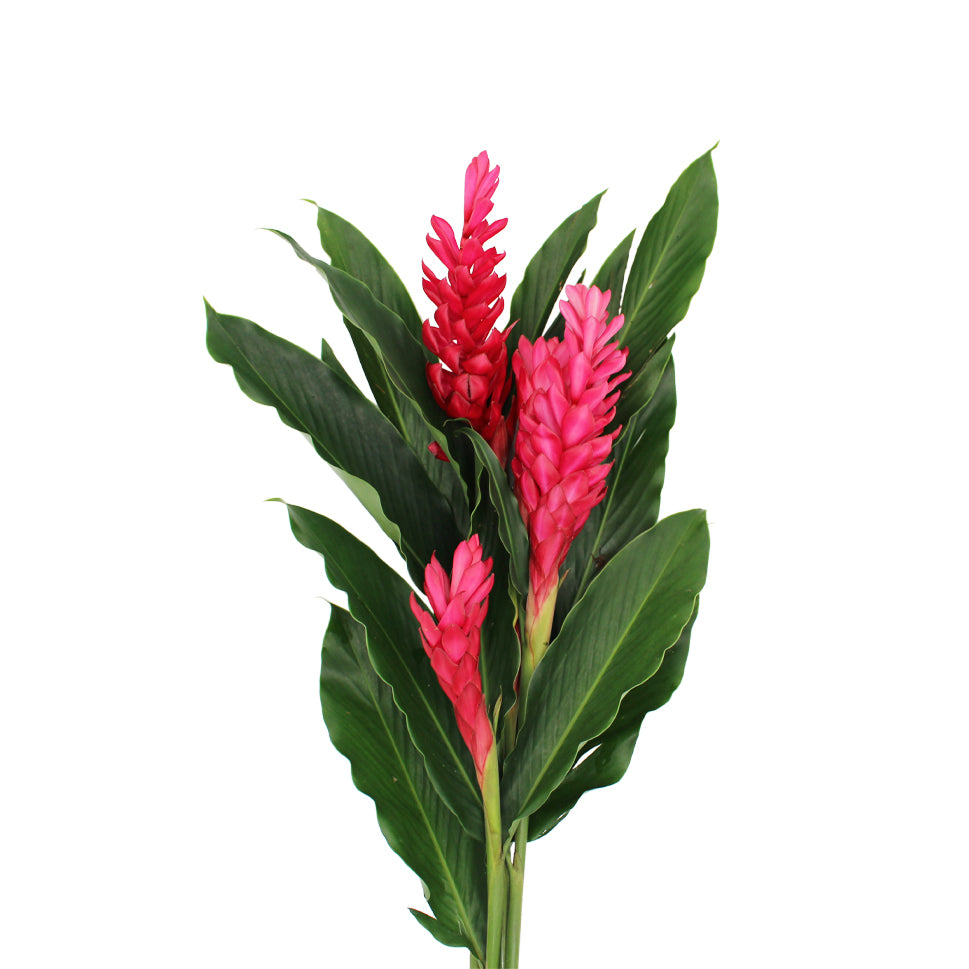 Ginger Alpinia Red 3A - Malaysia