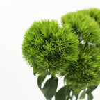 Dianthus Green Trick - Vietnam