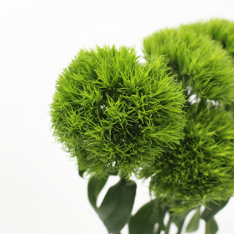 Dianthus Green Trick - Vietnam