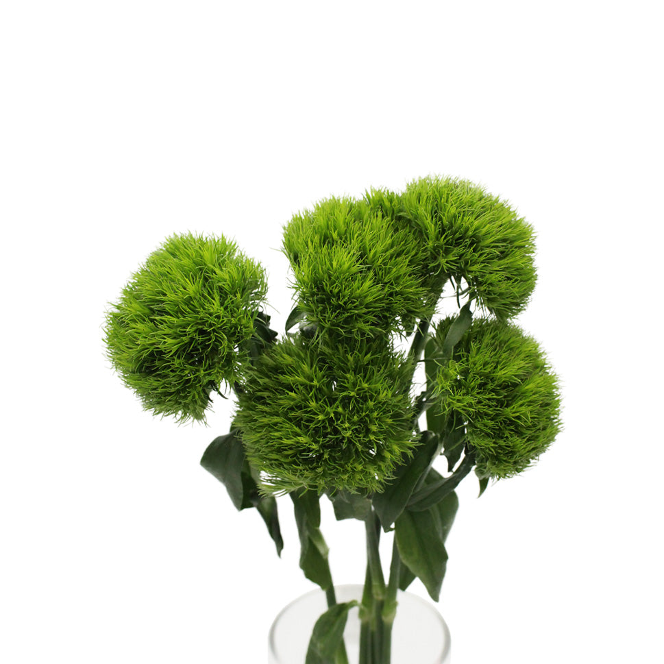 Dianthus Green Trick - Vietnam