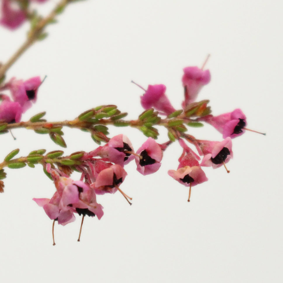 Erica Pink - South Africa