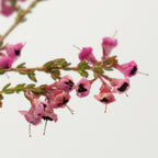 Erica Pink - South Africa
