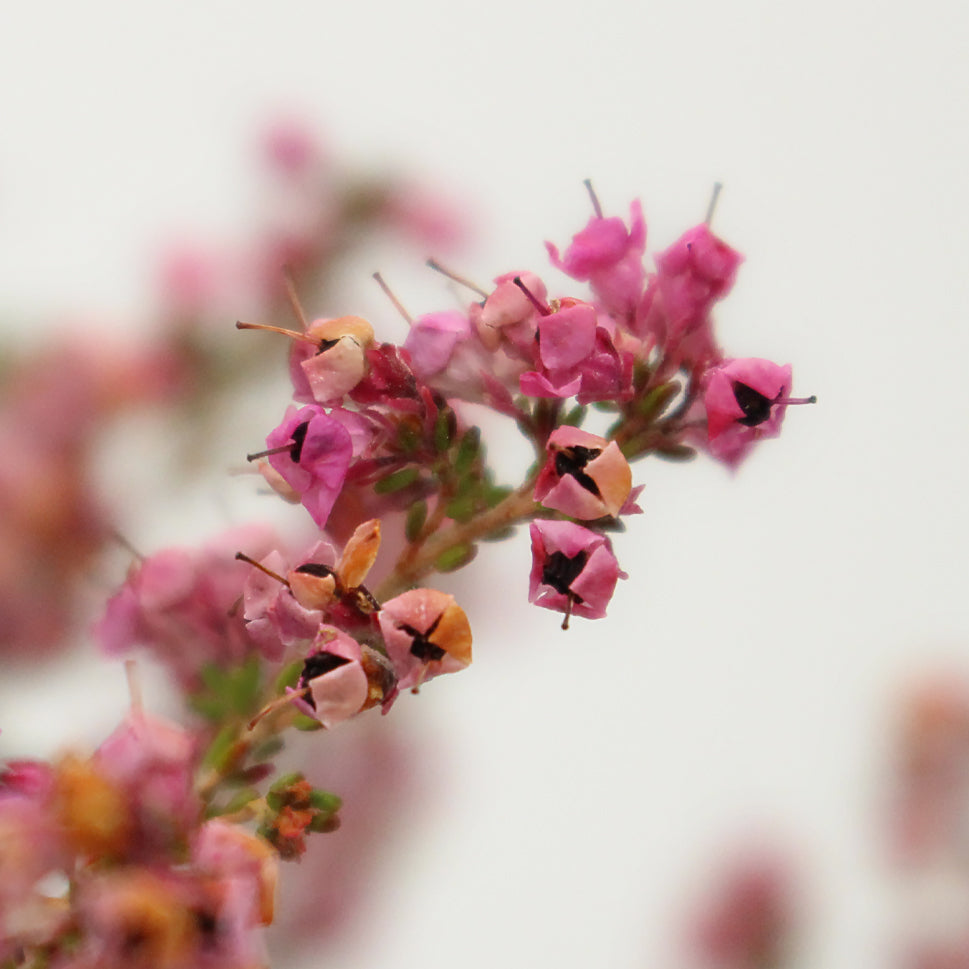 Erica Pink - South Africa