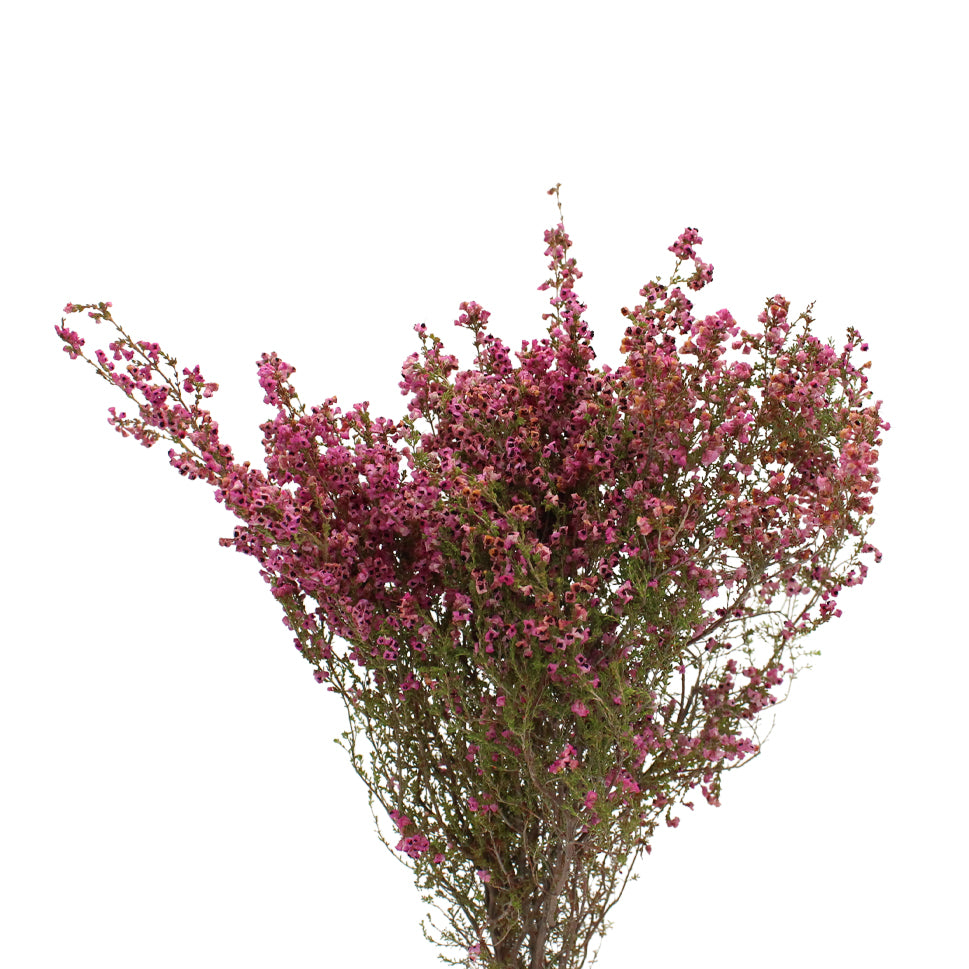 Erica Pink - South Africa