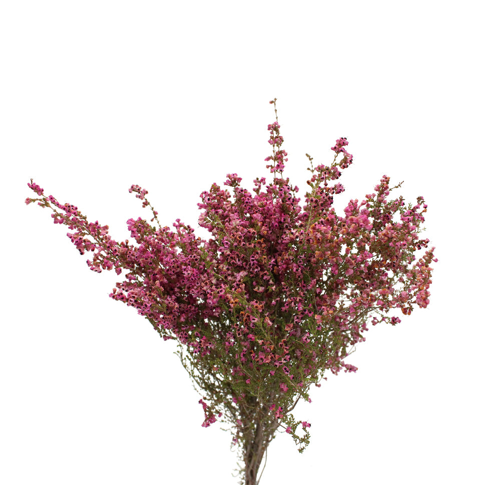 Erica Pink - South Africa