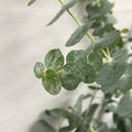 Eucalyptus Baby Blue - China