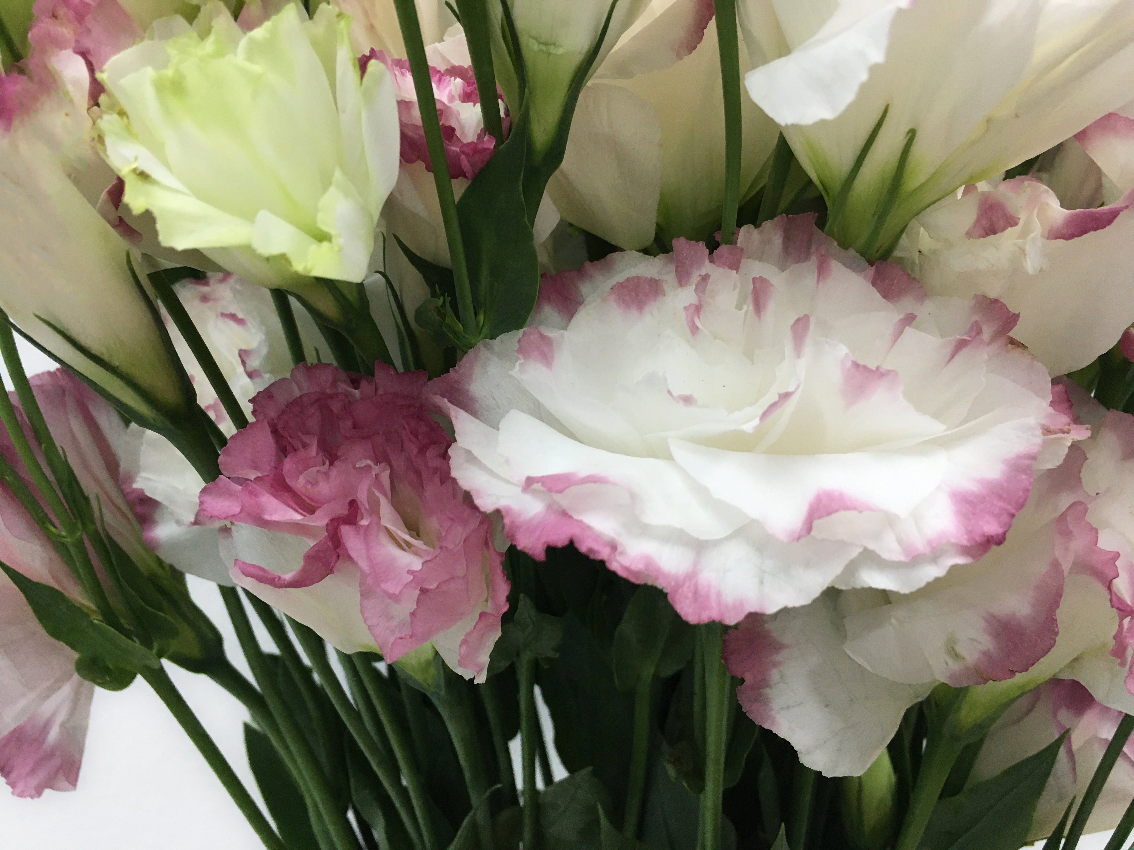 Eustoma Two Tone - China