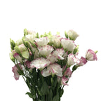 Eustoma Two Tone - China