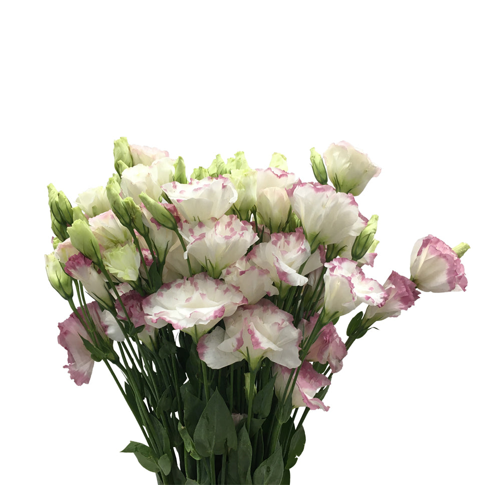 Eustoma Two Tone - China