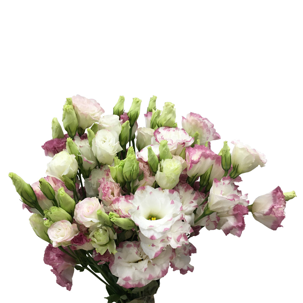 Eustoma Two Tone - China