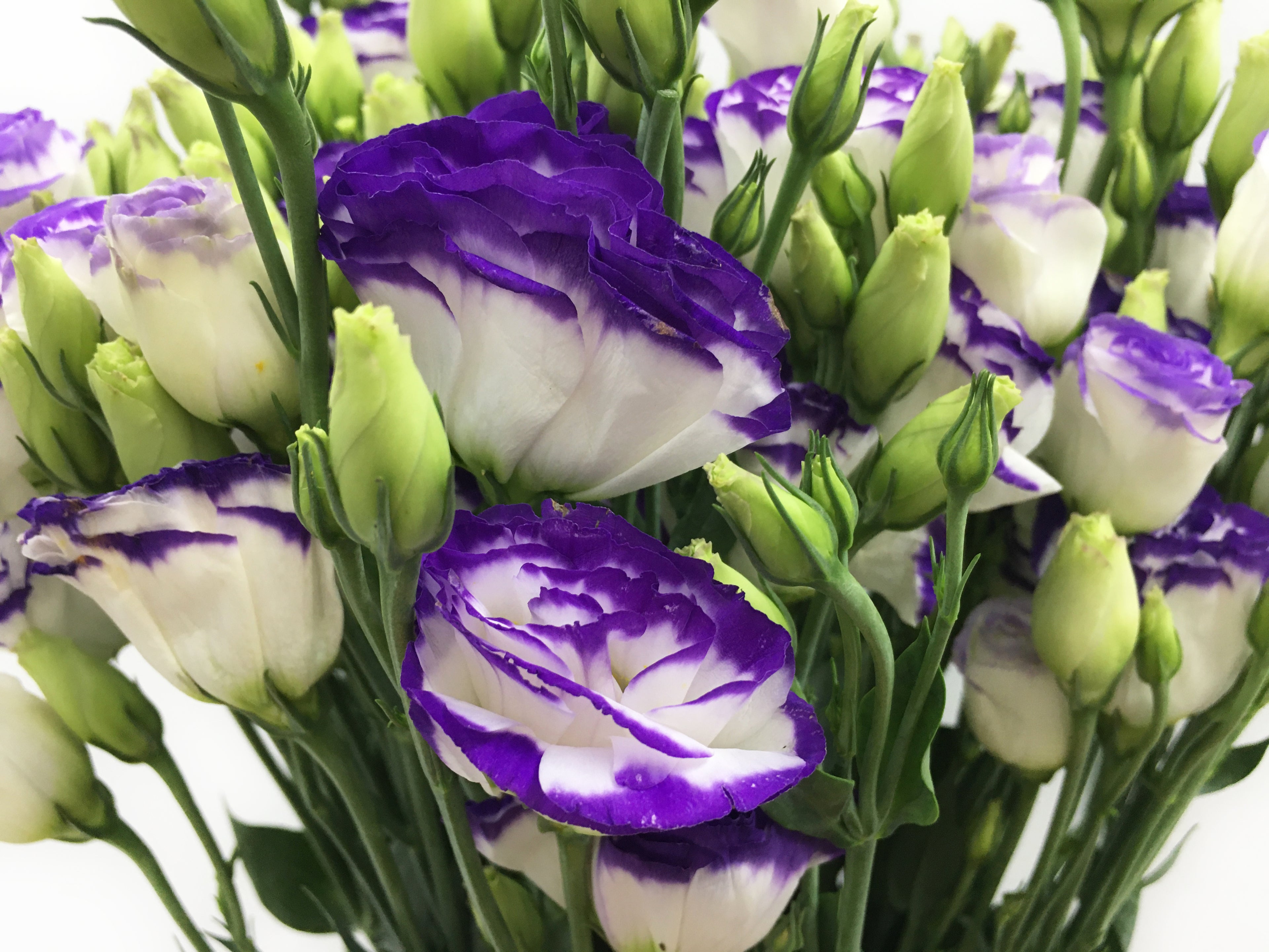 Eustoma Two Tone - China