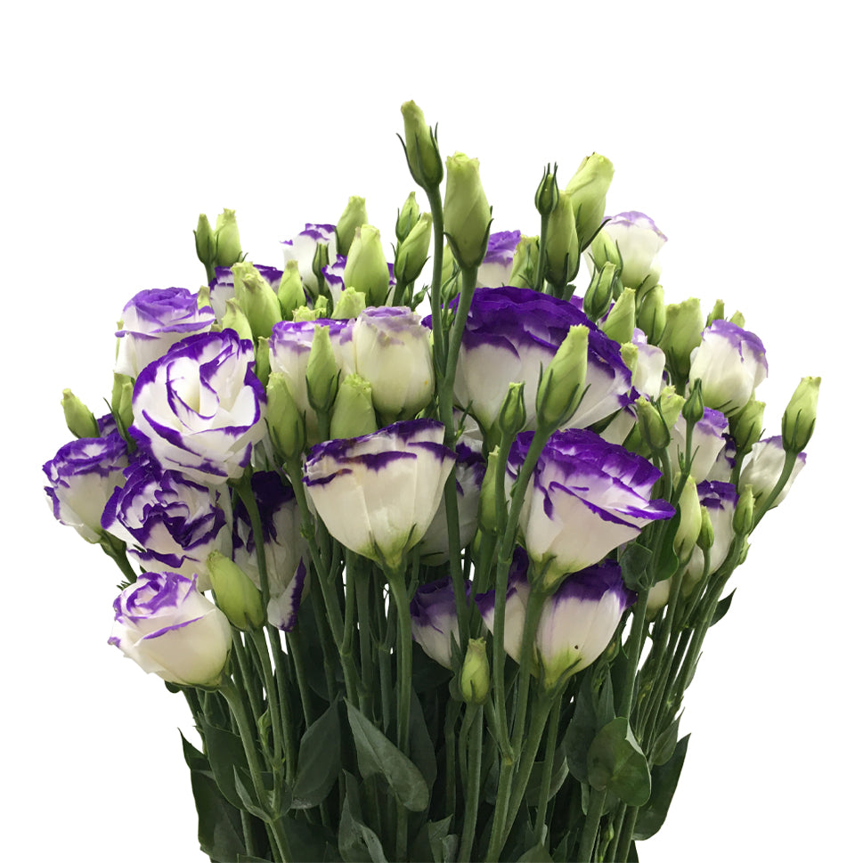 Eustoma Two Tone - China