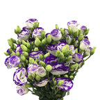Eustoma Two Tone - China