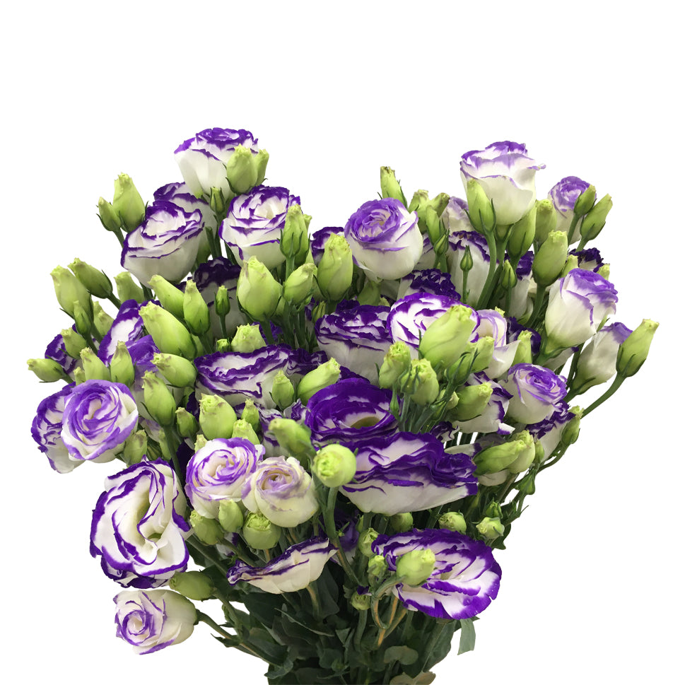 Eustoma Two Tone - China