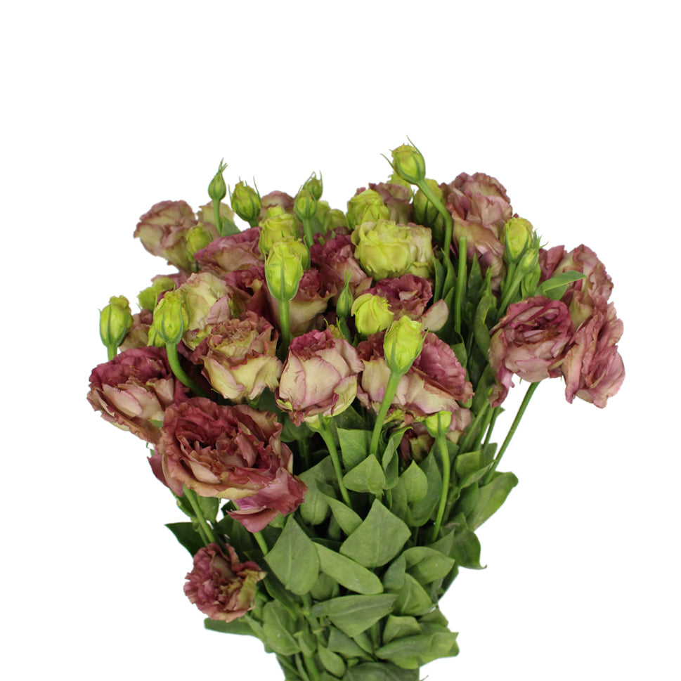 Eustoma - China