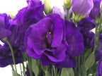 Eustoma - China