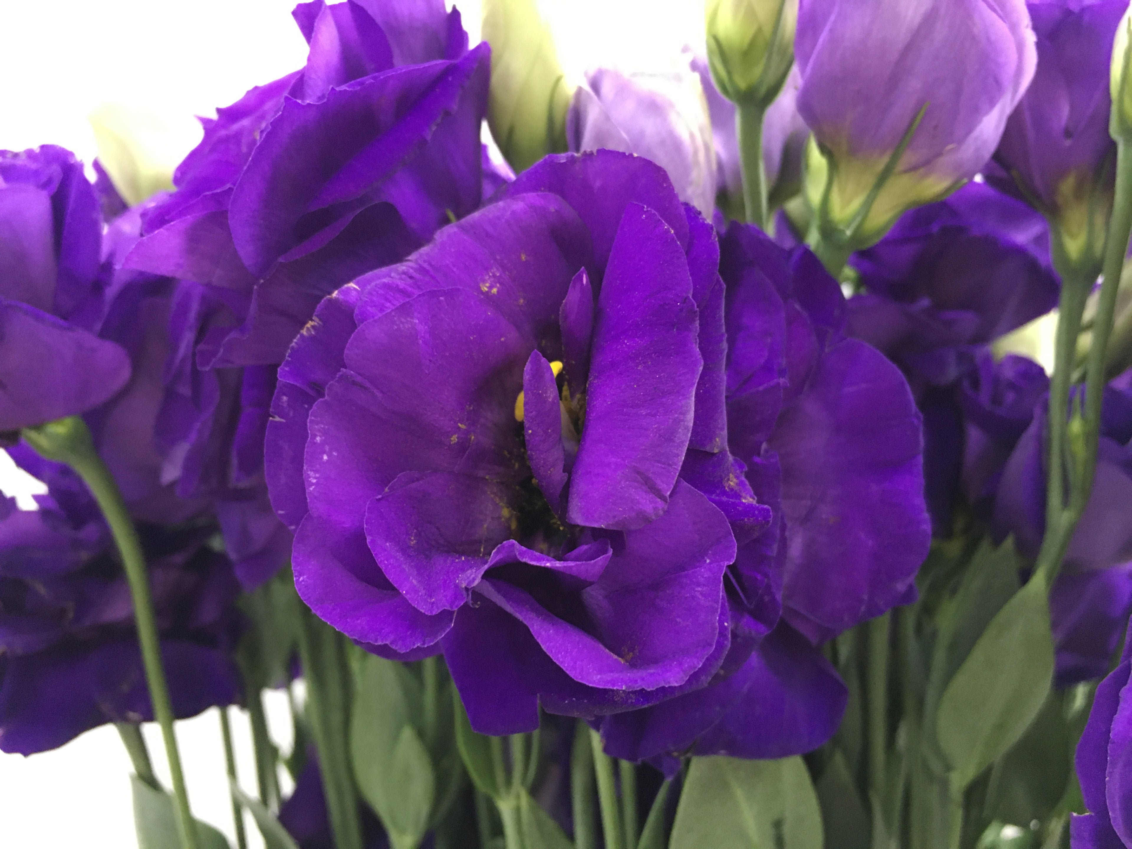 Eustoma - China