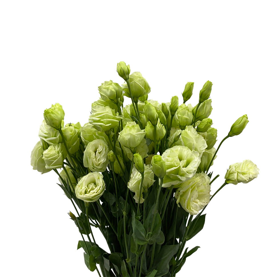 Eustoma - China