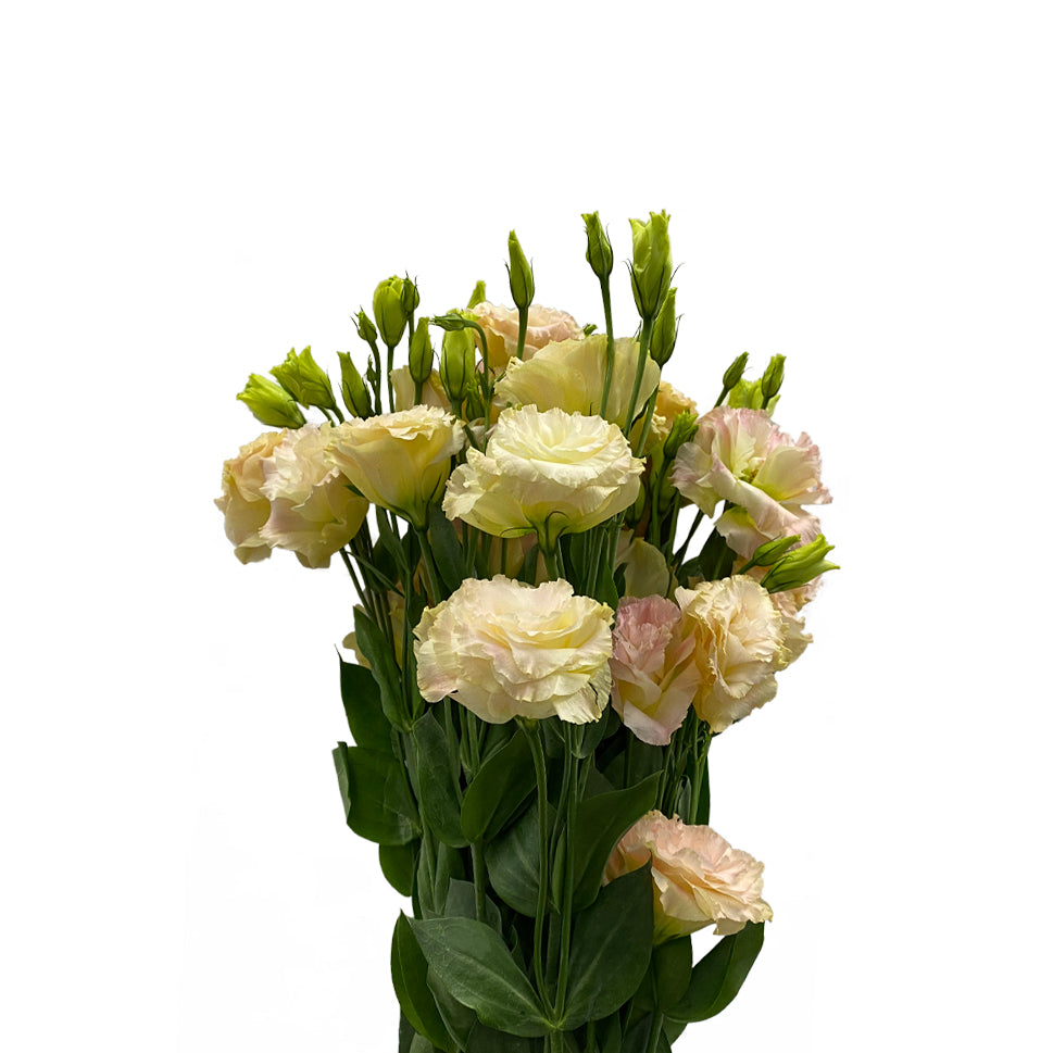 Eustoma - China